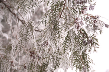 Frosted branch of the thuja tree in the city park