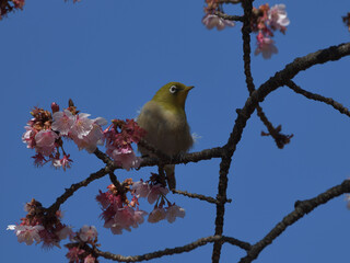 青い空とピンク色の寒桜と緑の小鳥