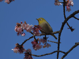 青い空とピンク色の寒桜と緑の小鳥