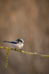 Long tailed tit, Aegithalos caudatus, searching for food ,late winter in oxfordshire