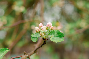 A branch of a blooming apple tree with buds on the background of a blue sky. Natural background, spring concert. 