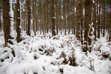 Fresh snow in a forest in a rural area of Suffolk, UK