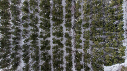 Snow covered woodlands in rural Suffolk, UK