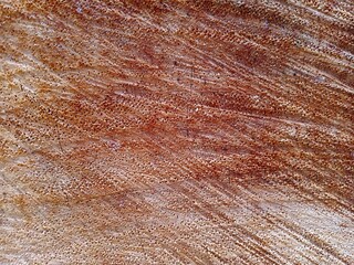 texture of wood