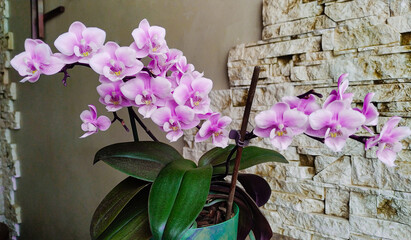  mini white with purple stripes phalaenopsis orchid on a gray wall background