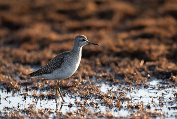 sandpiper in the swamp