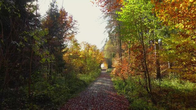 Weg durch einen Wald im Herbst, Bayern, Deutschland