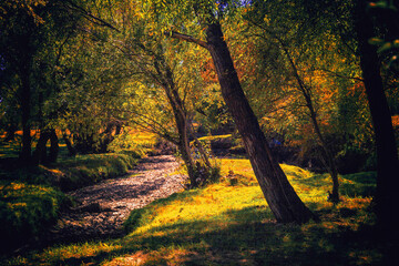 The bed of a dried-up stream among bushes and trees on a bright summer cloudless day