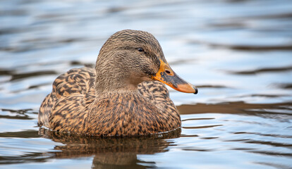 Gray wild duck on the water, close-up, selective focus.