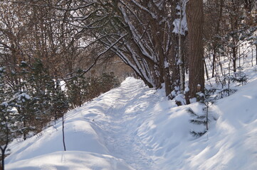 winter forest path