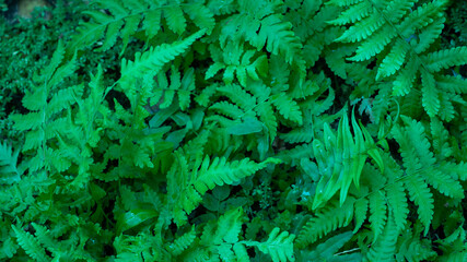 Naklejka na ściany i meble Closeup detail of a leaves, view from above.dark green tones. dark tidewater green tones.