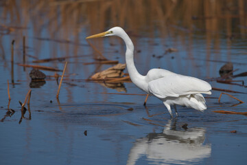 A beautiful white heron bird looking for food by the water 