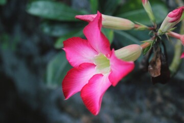 red flower in the garden