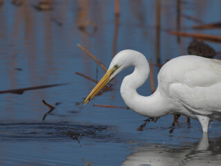 A beautiful white heron bird preying on the water's edge 