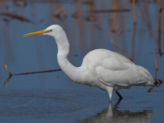 A beautiful white heron bird looking for food by the water 