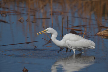 A beautiful white heron bird looking for food by the water 