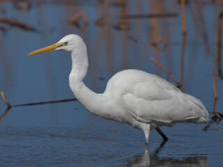 A beautiful white heron bird looking for food by the water 
