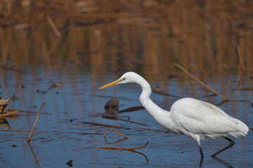 A beautiful white heron bird looking for food by the water 