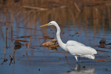 A beautiful white heron bird looking for food by the water 