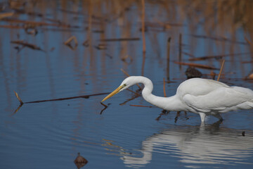 A beautiful white heron bird looking for food by the water 