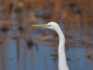 A beautiful white heron bird looking for food by the water 