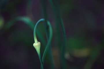 garlic flower bud in summer garden - close up, green background