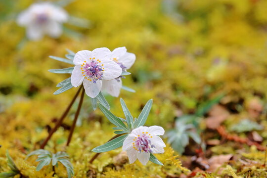 649 Best 可憐な花 Images Stock Photos Vectors Adobe Stock