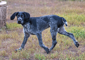 German wirehaired pointer or Drahthaar (Deutsch Drahthaar, Deutscher Drahthaariger Vorstehhund)