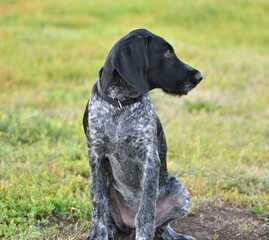 German wirehaired pointer or Drahthaar (Deutsch Drahthaar, Deutscher Drahthaariger Vorstehhund)