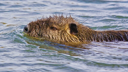 coypu while swimming, closeup