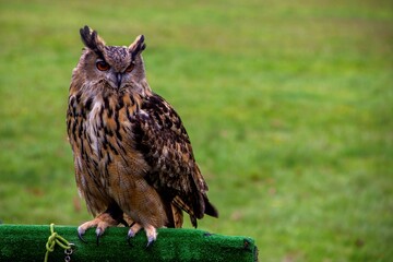 A portrait of a eurasian eagle-owl sitting on a wooden stand covered with fake grass during a birdshow. The nocturnal predator bird is looking around with its ear plumes standing straight up.