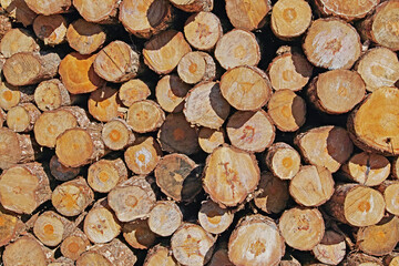 Fototapeta premium cut and stacked tree trunks