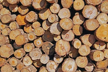 Möbelaufkleber cut and stacked tree trunks © flafabri