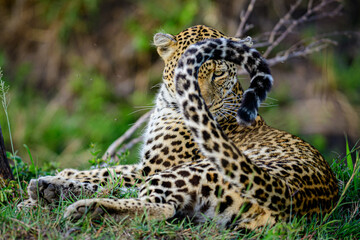 Leopard flips its tail as she looks straight into the lens.