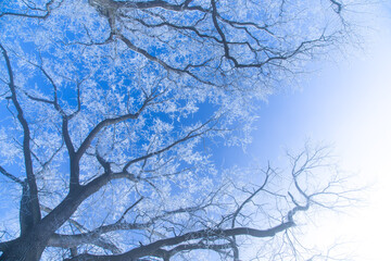 Blick in eine Baumkrohne im Winter mit Nebel und vereisten Zweigen