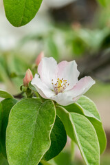 Spring Blossoms APPLE. Beautiful blooming apple trees in spring park close up. Flowering Apple tree, close-up. vertical photo