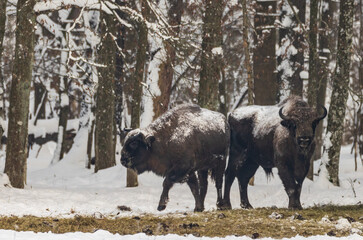 European bison(Bison bonasus) herd