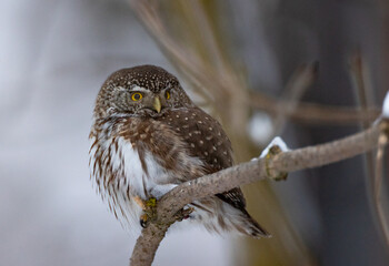 Eurasian pygmy owl (Glaucidium passerinum) in winter