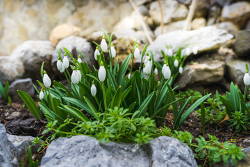 The first snowdrops among stones as a sign of the beginning of spring