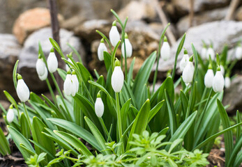Snowdrops as the first spring flowers in Europe close up