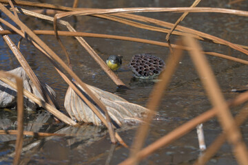 A cute bird with a yellow butt that visited the withered lotus pond