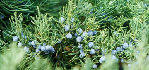 Juniper bush with berries in early spring