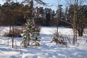 snow covered trees