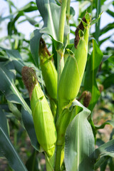 Obraz premium Oganic sweet corn ready for harvest.