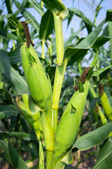 Organic sweet corn ready for harvest.