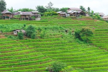 Fototapeta na wymiar Pa Pong Piang Rice Terraces in the north of chiangmai Thailand..
