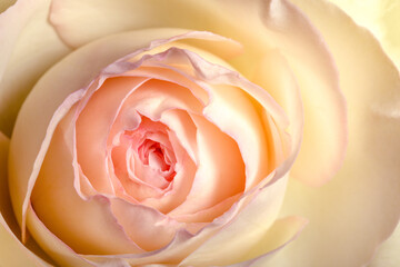 Fototapeta na wymiar Yellow-pink bright rose flower, close-up, natural background.