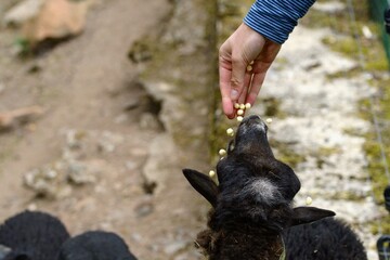 Ouessant domestic sheep (Ovis aries aries) - male.