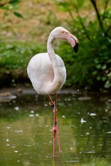 Pink flamingo (Phoenicopterus roseus) in the ZOO.