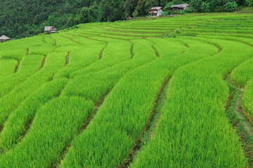 Pa Pong Piang Rice Terraces in the north of chiangmai Thailand..